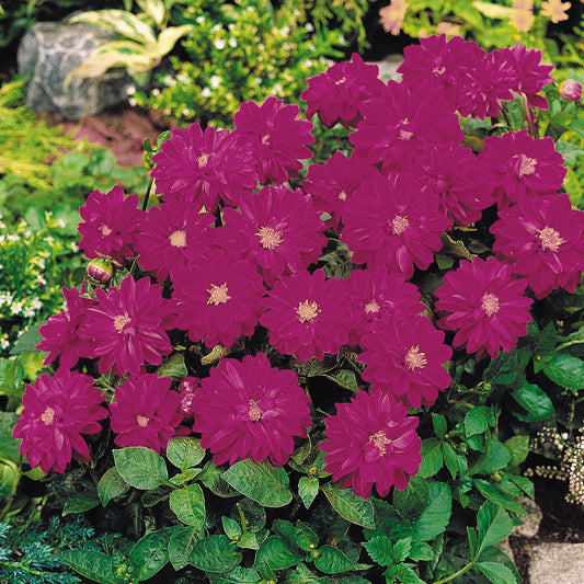 Dahlia Figaro Violet Shades