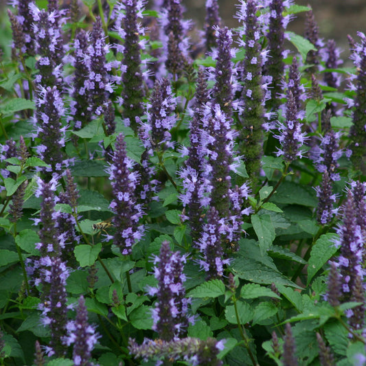 Anise hyssop 'Astello Indigo'