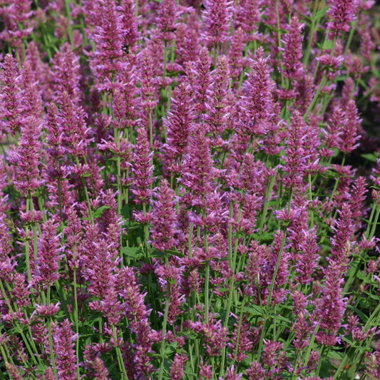 Anise Hyssop 'Arcado Pink'