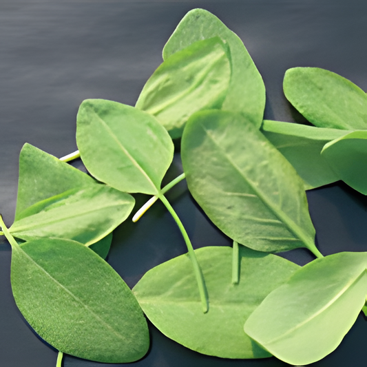 Common Sorrel Volare