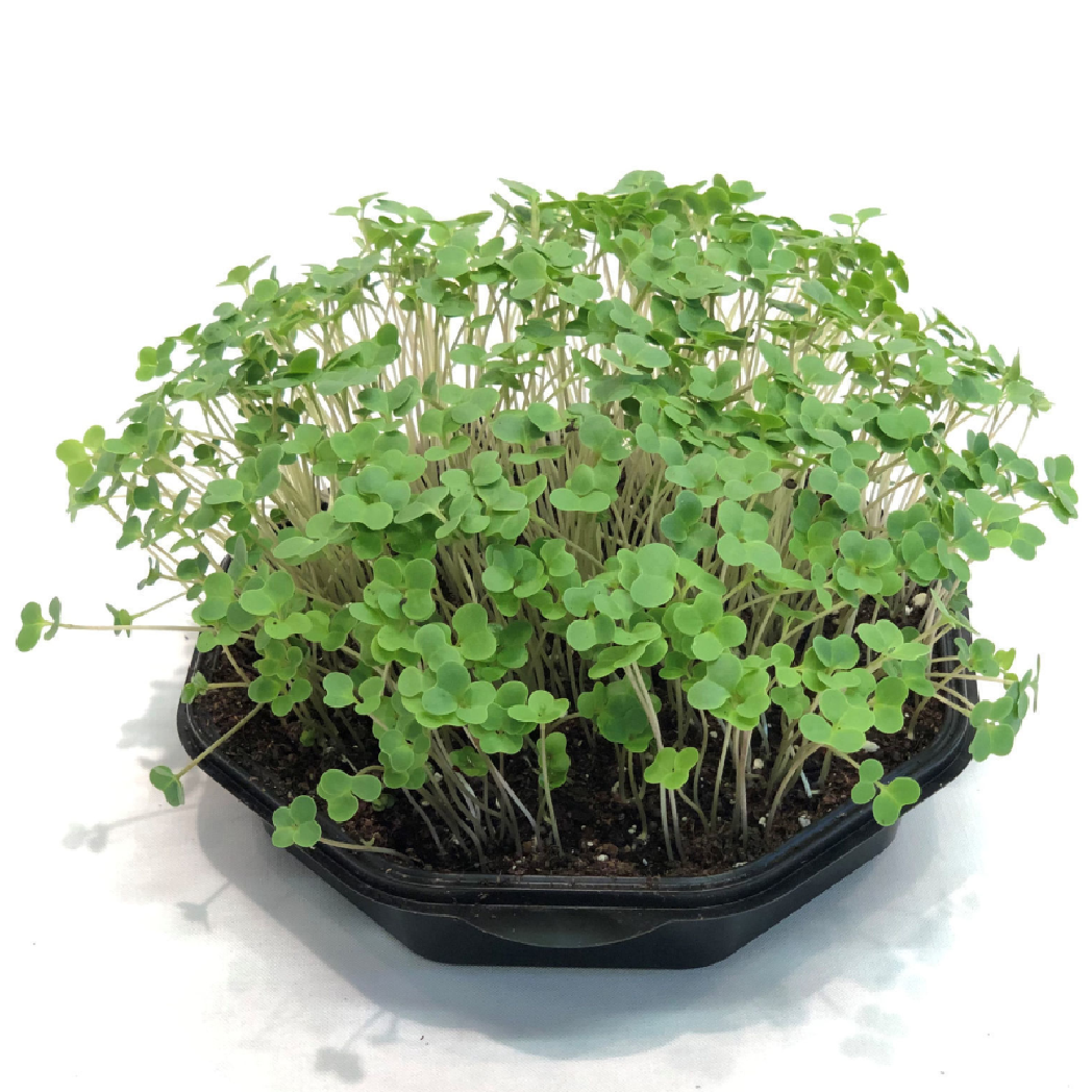 Calabrese Broccoli
