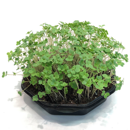 Calabrese Broccoli