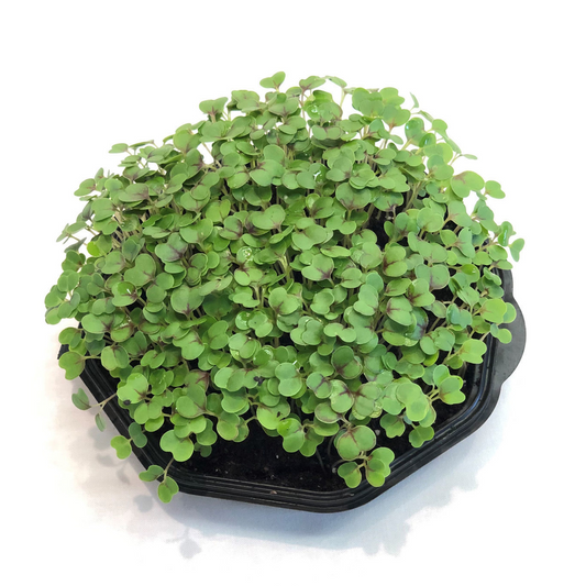 Kale KX-1