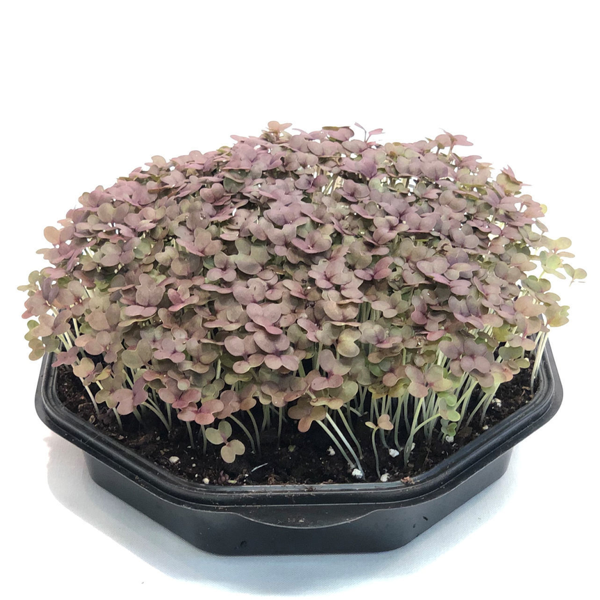 Sarepta Mustard Barbarossa