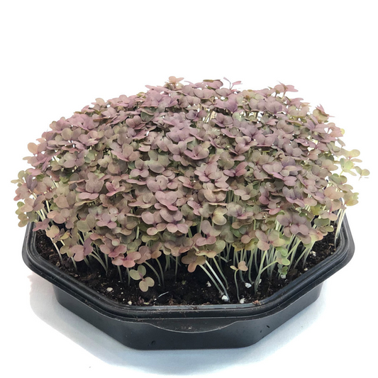 Sarepta Mustard Barbarossa