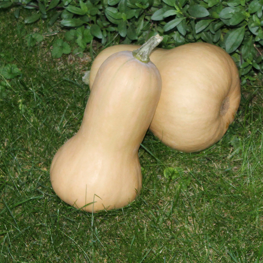 Betternut 1744 F1