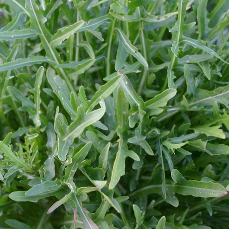 Wild rocket - BIO