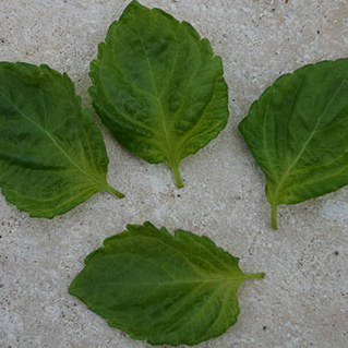 Perilla Green
