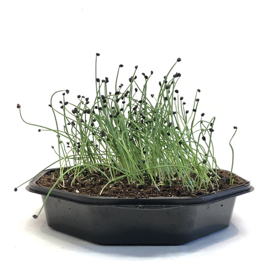 Welsh onion for shoots