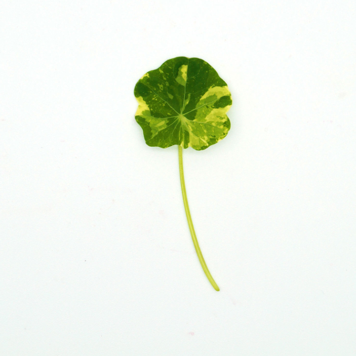 Nasturtium Alaska Mix