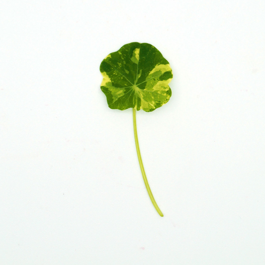 Nasturtium Alaska Mix