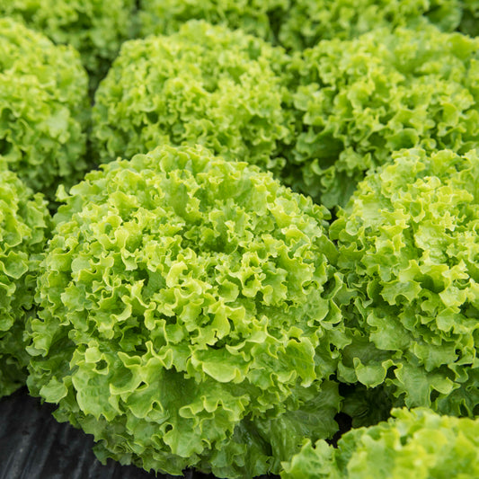 Batavia Lettuce Imanis