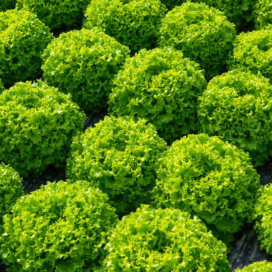 Batavia Lettuce Parici