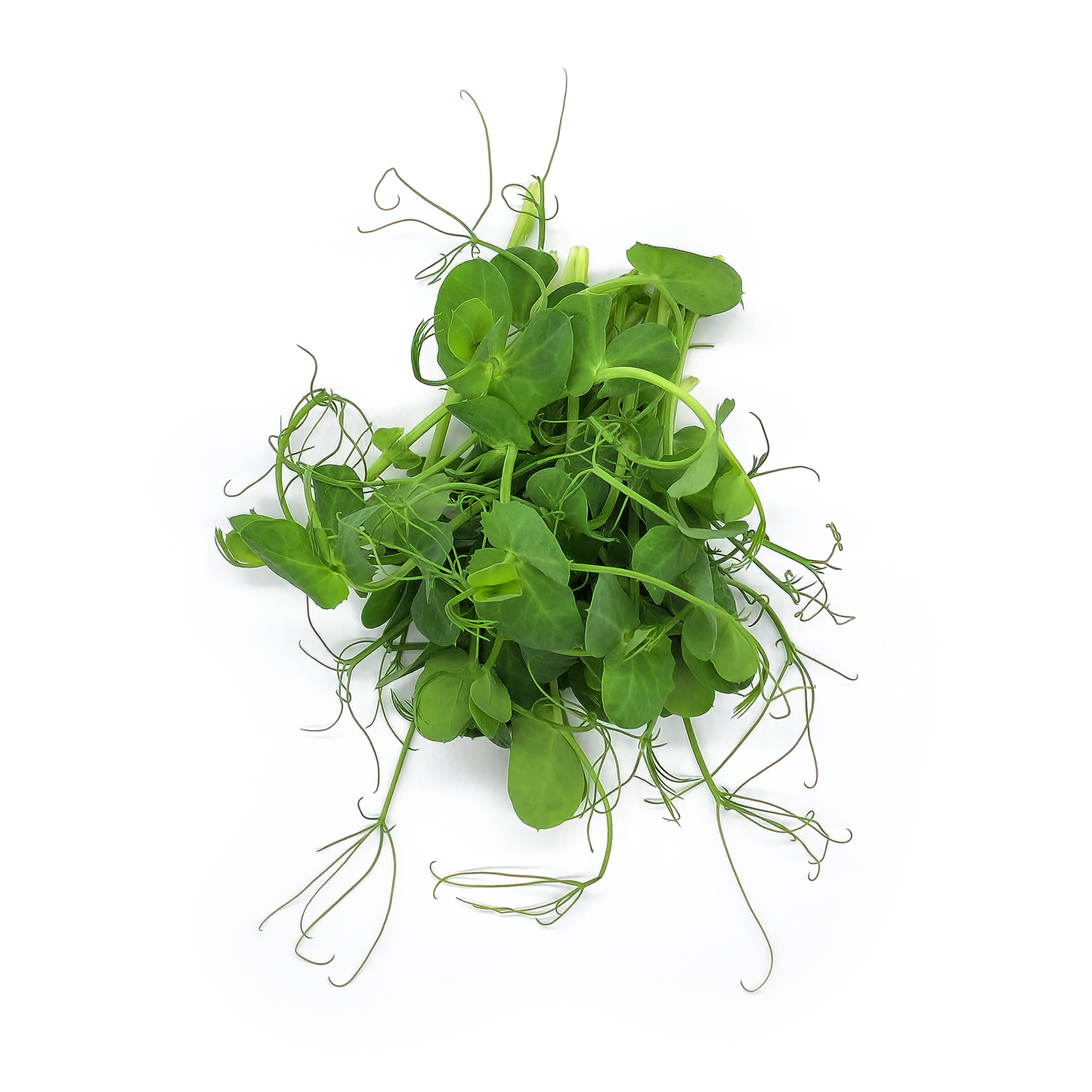 Pea for sprout cultivation