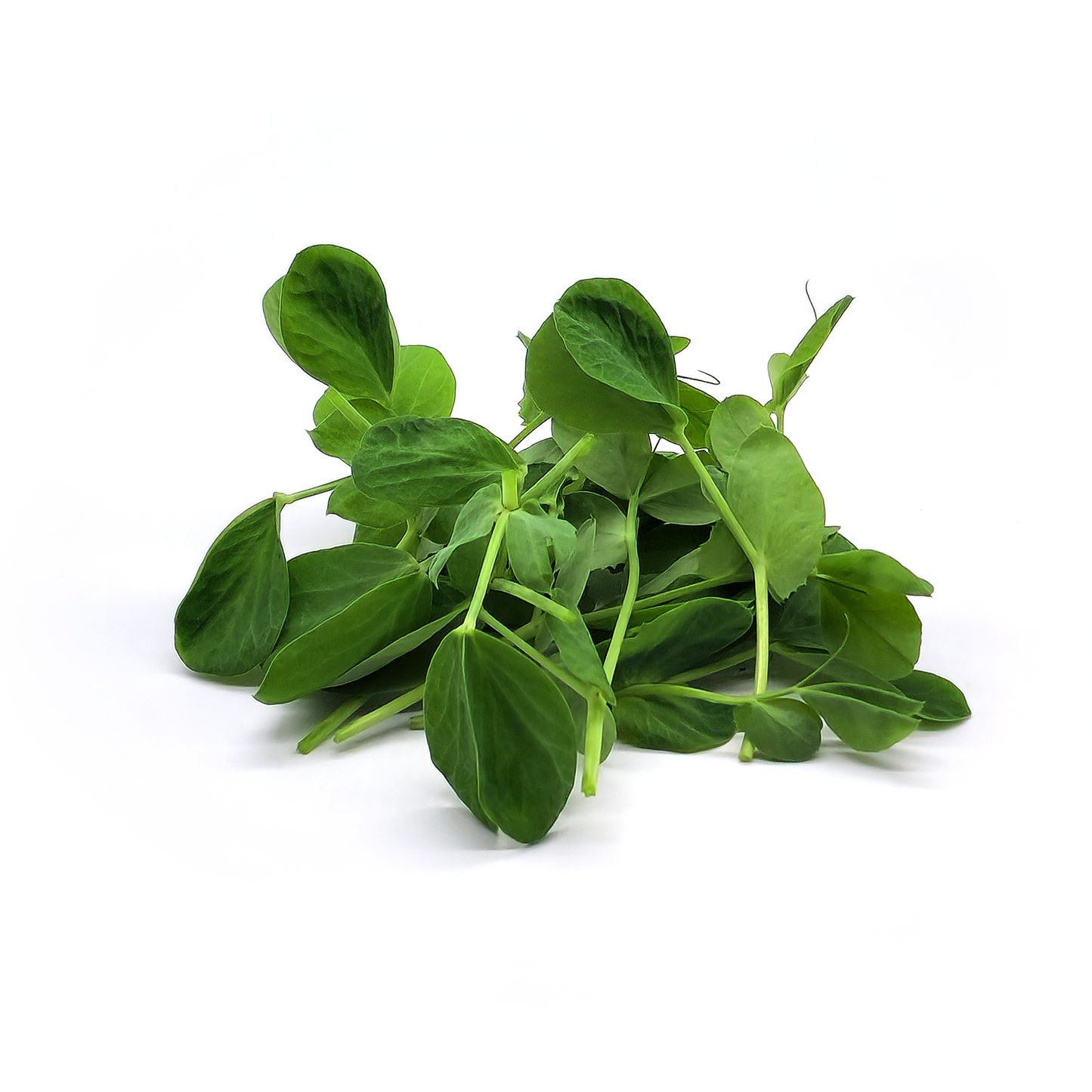Pea Maple Leafy