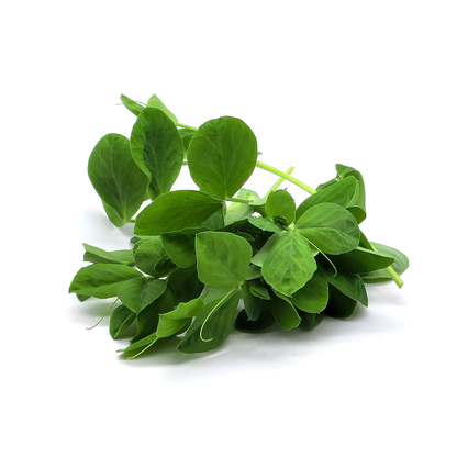 Pea Maple Leafy