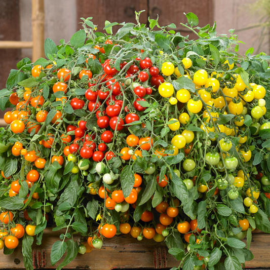 Tomato Donna F1