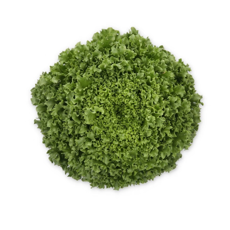 Kristallsallat Hydrolique RZ