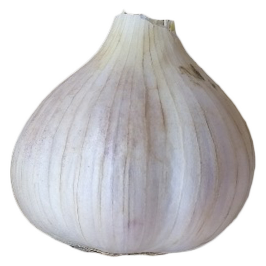 Vitlök Jan