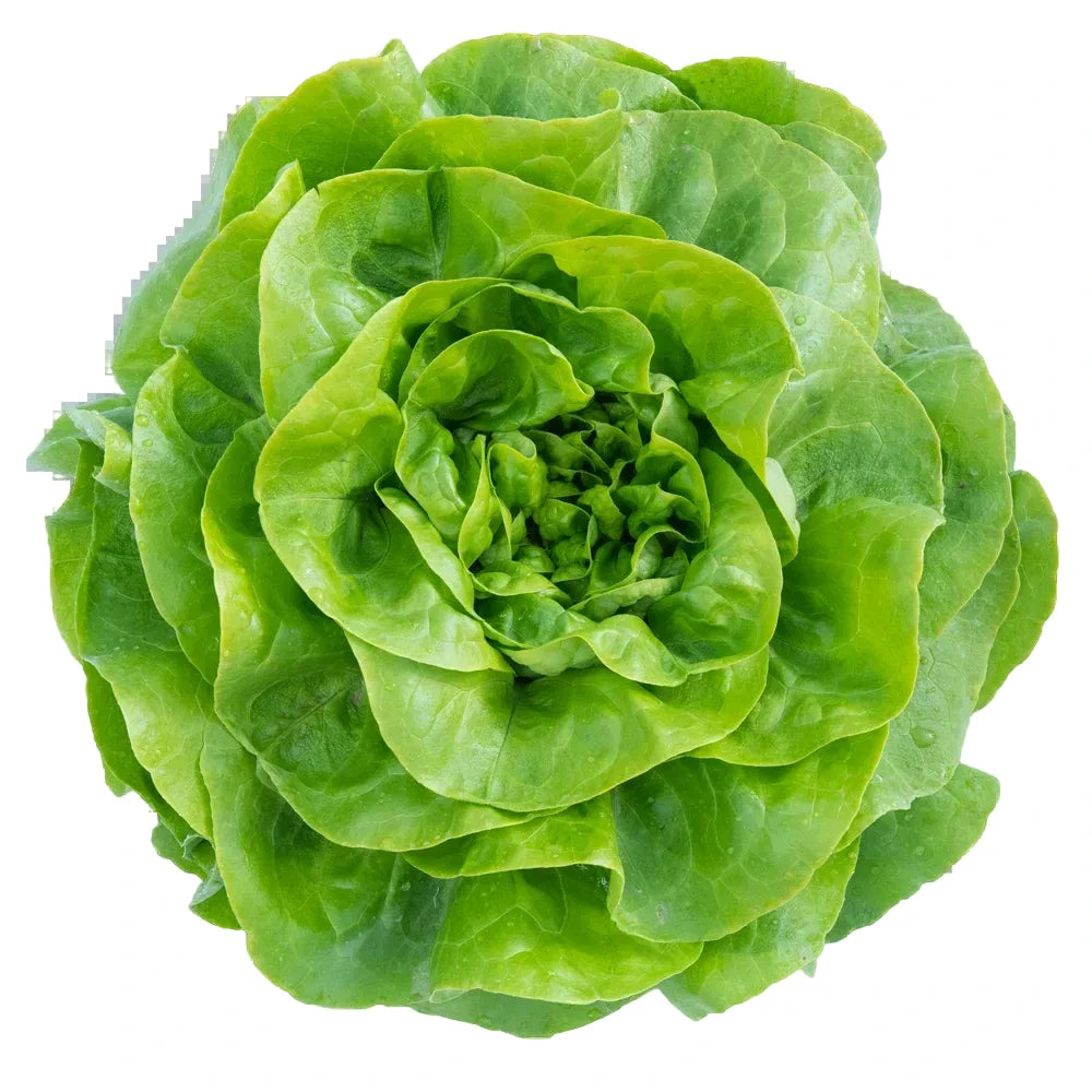 Lettuce Rumba