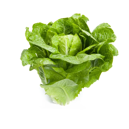 Romaine Lotus RZ