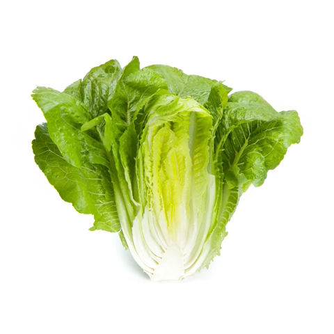 Romaine Lotus RZ