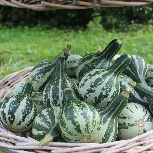 Dancing Gourd