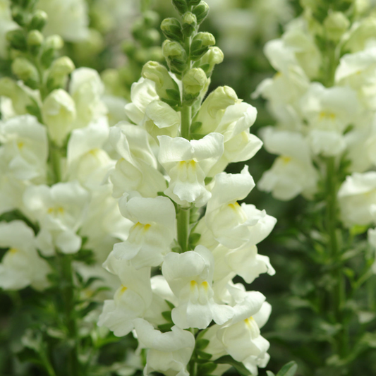 Antirrhinum Potomac Ivory White