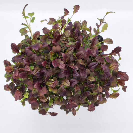 Mizuna Deep Red