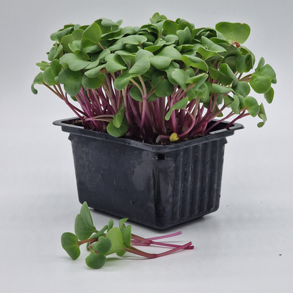 Radish China Rose