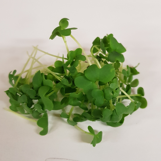 Golden Streak mustard