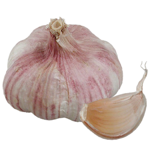 Vitlök Primor
