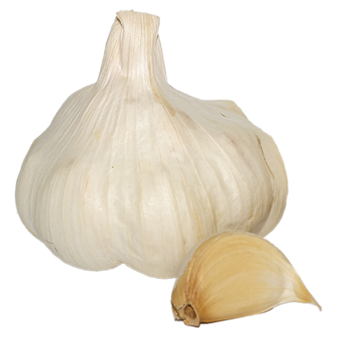 Vitlök Messidor