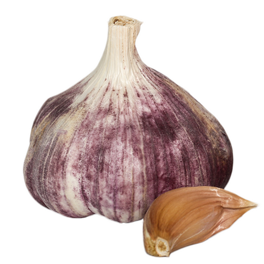 Garlic Germidour