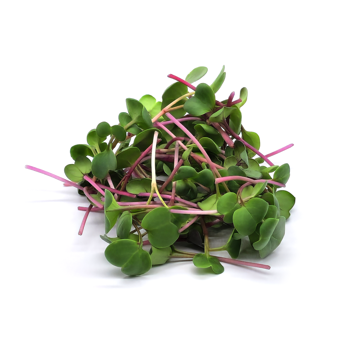 Radish China Rose
