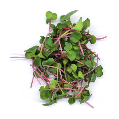 Radish China Rose