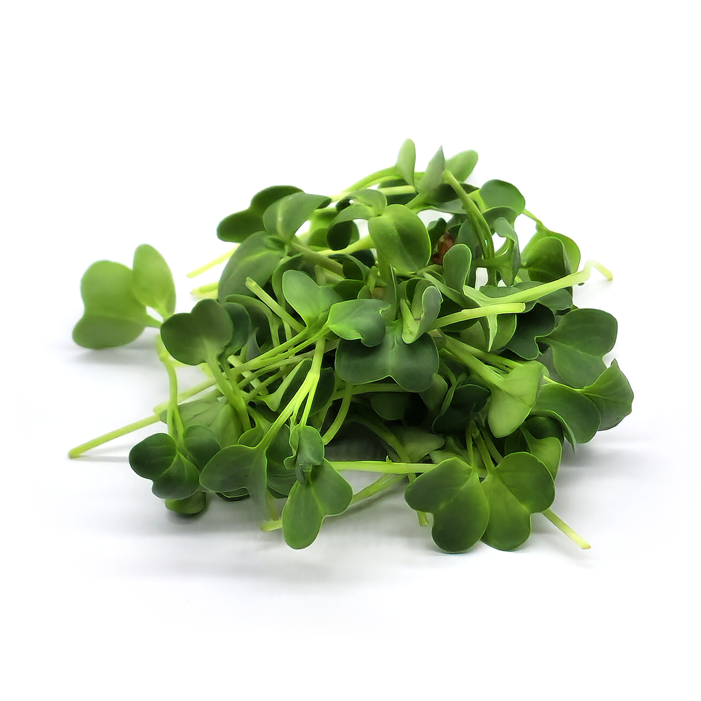 Radish Daikon
