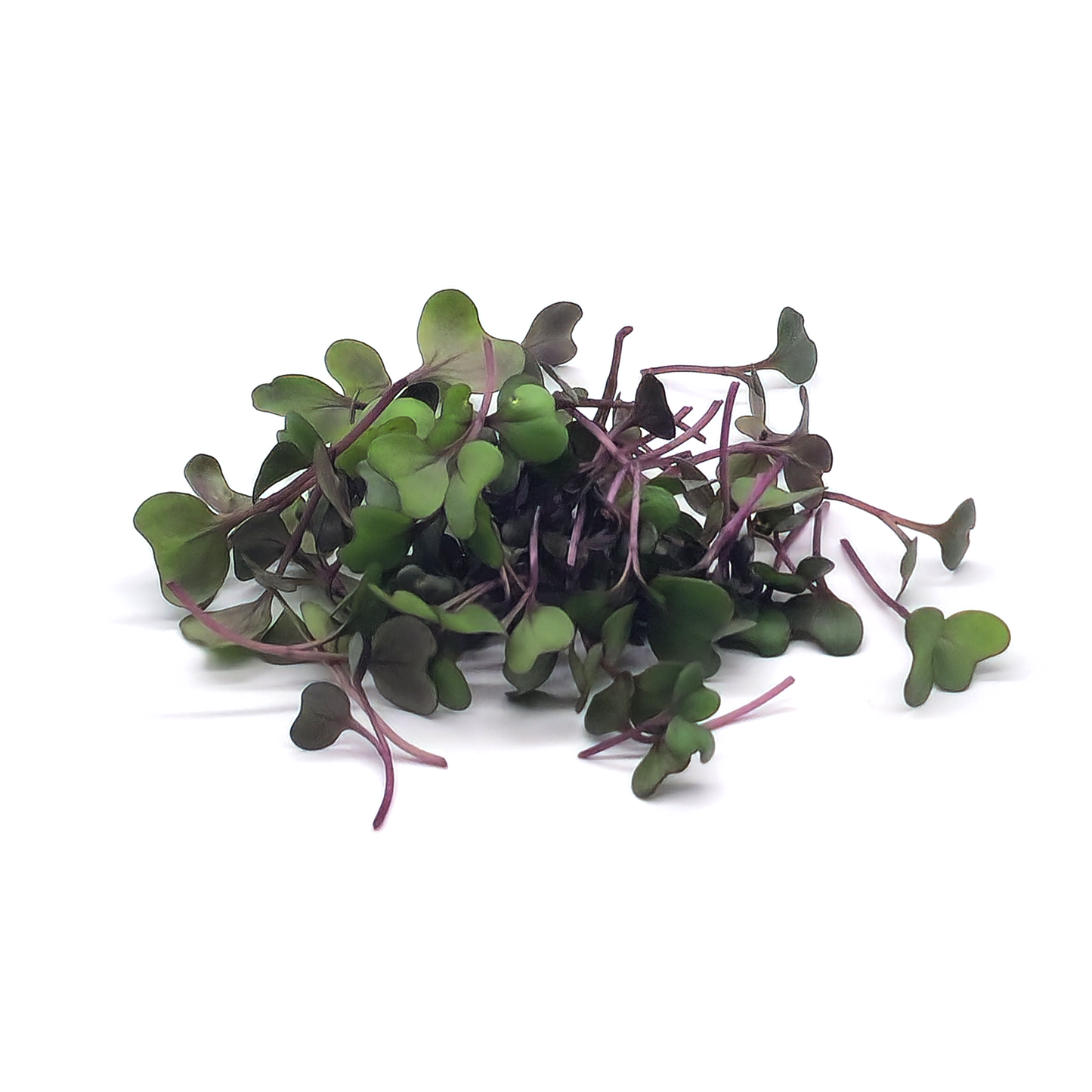 Red Cabbage Cabeza Negra 2