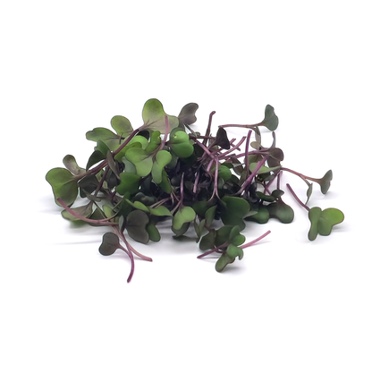Red Cabbage Cabeza Negra 2