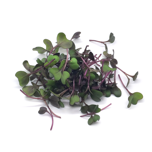 Red Cabbage Cabeza Negra 2