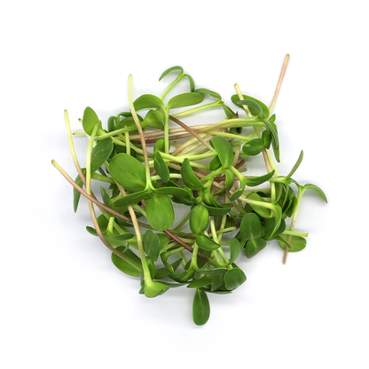 Sunflower for microgreens