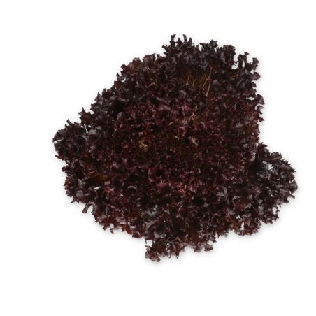 Crystal lettuce Sungari RZ