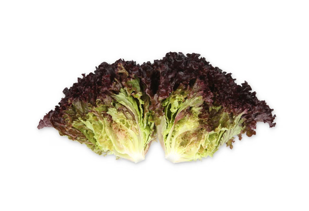 Crystal lettuce Sungari RZ