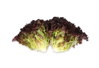 Crystal lettuce Sungari RZ