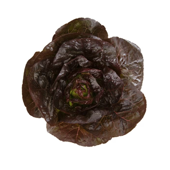 Romaine Lettuce Alaine RZ