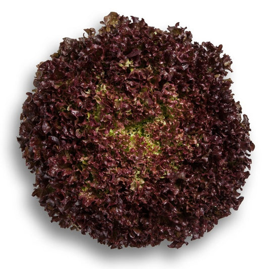 Lollo rosso Antonet RZ