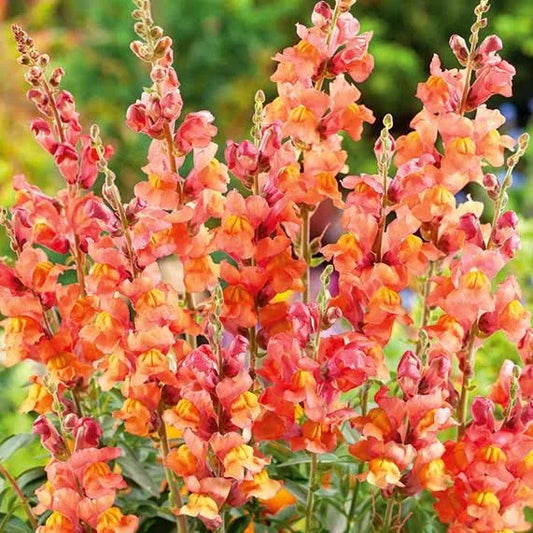 Antirrhinum Apricot Orange