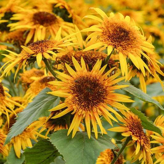 Helianthus Astra Yellow Brown
