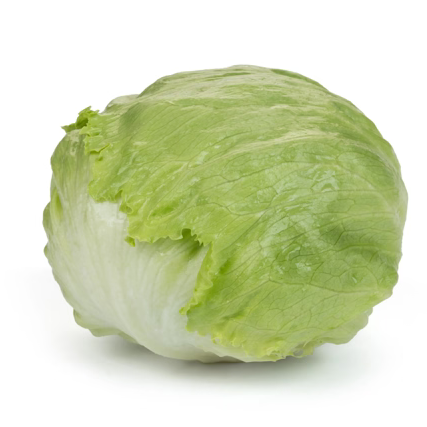 Iceberg lettuce Balokanas RZ Knox ™