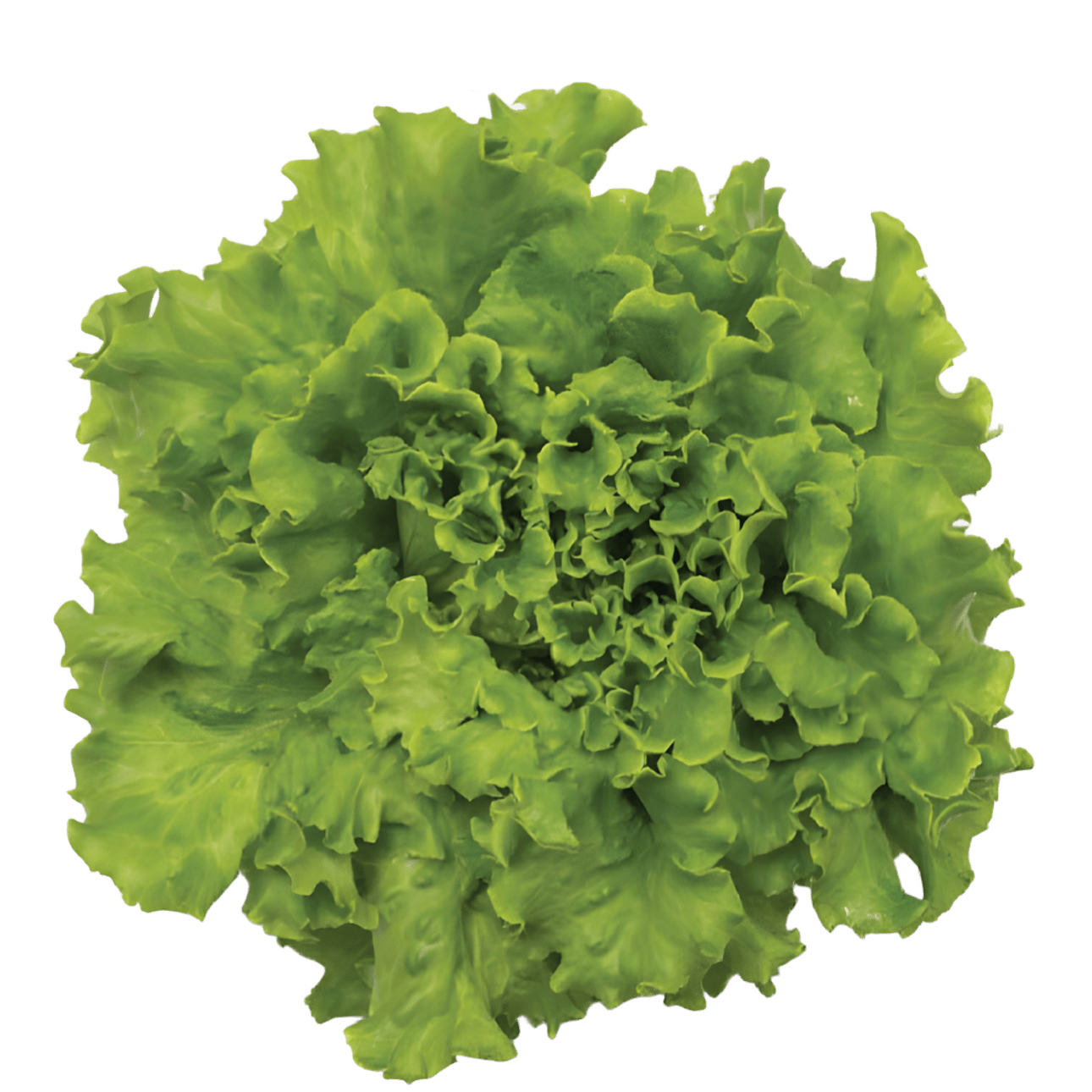 Batavia Lettuce Bassari